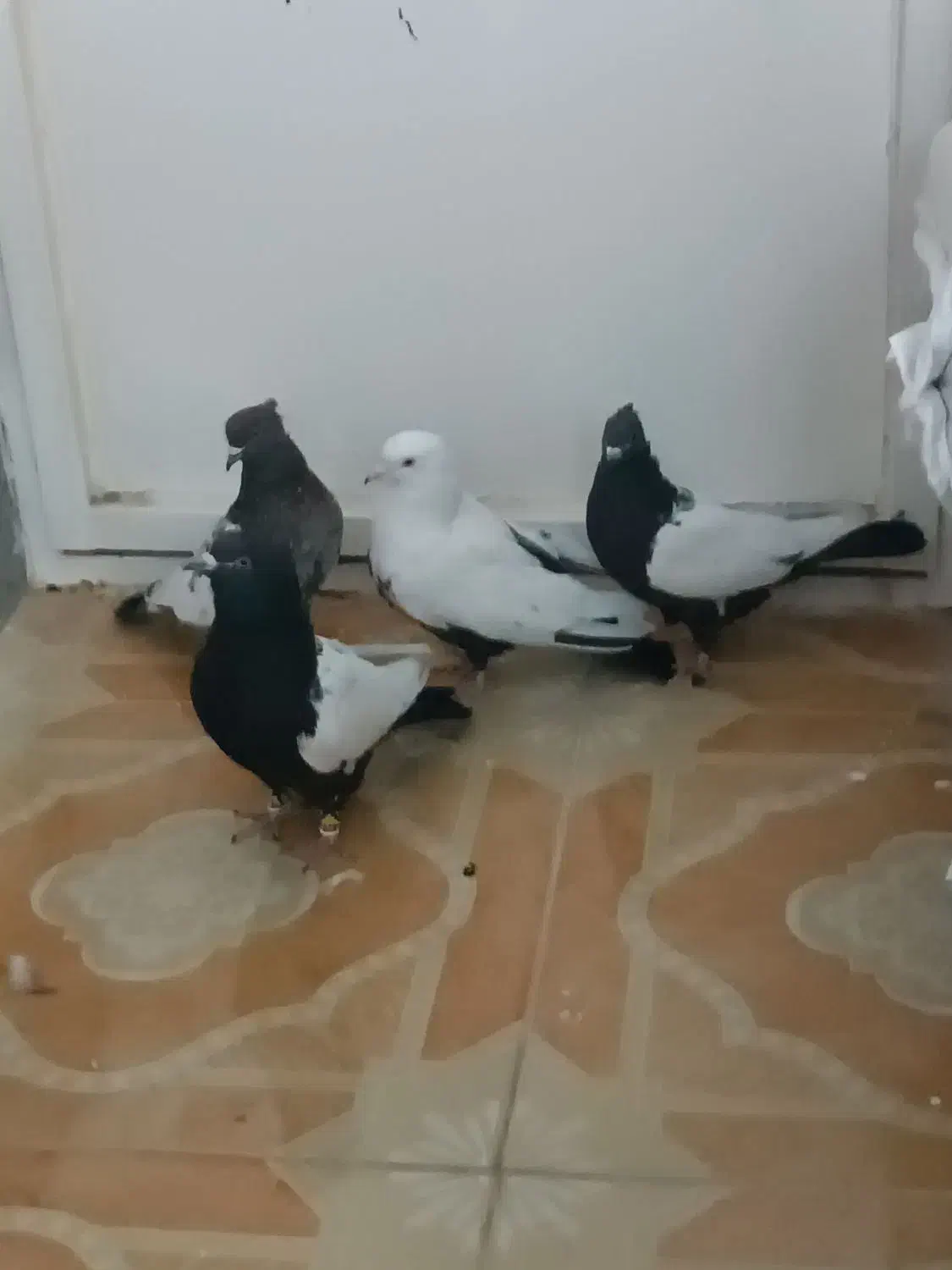 سینه و دمبی ..همه نر|پرنده|همایجان, |دیوار