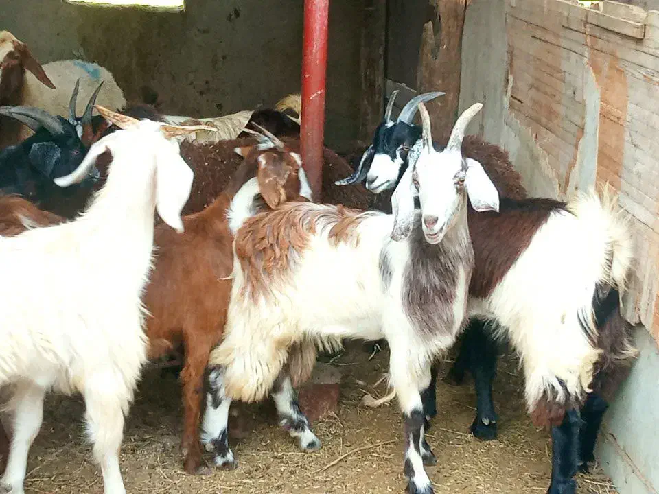 گوسفند و بره و بزغاله کشتاری داشتی در قره تپه|حیوانات مزرعه|گرگان, |دیوار