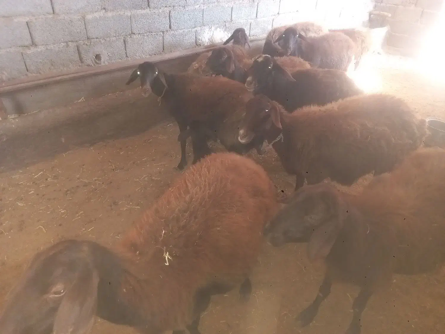 تعداد ۱۰راس گوسفند|حیوانات مزرعه|طارم (زنجان), |دیوار