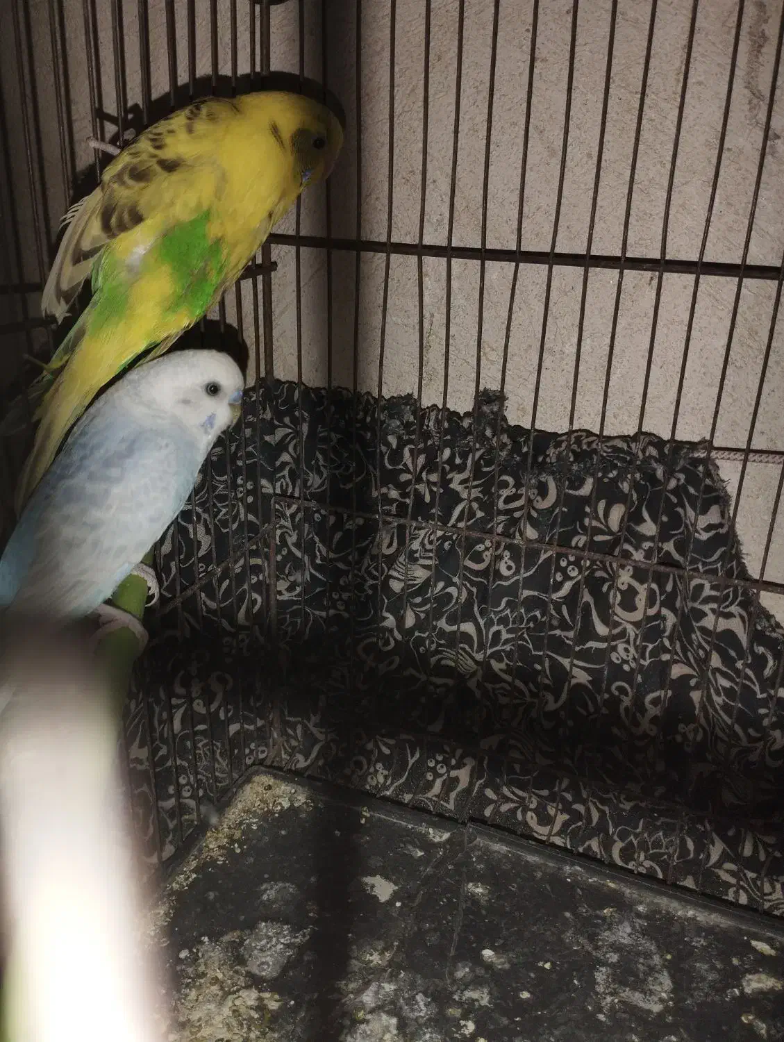 عروس هلندی مرغ عشق|پرنده|شراء, |دیوار