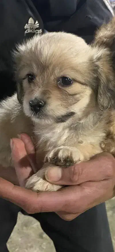 سگ ماده|سگ|رشت, آب آسیاب|دیوار