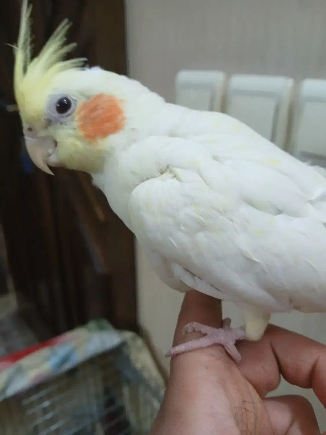 عروس هلندی|پرنده|قزوین, |دیوار