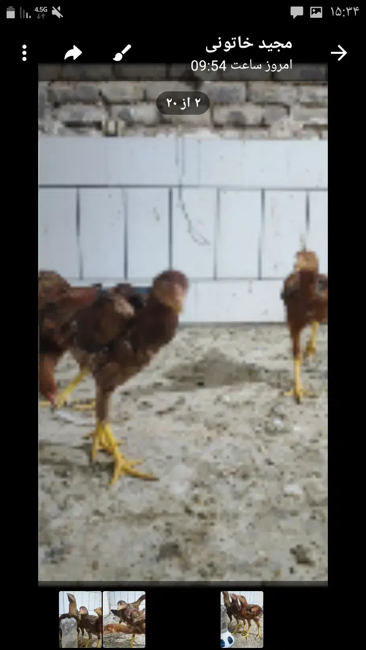 مرغ وخروس لاری|حیوانات مزرعه|گناباد, |دیوار