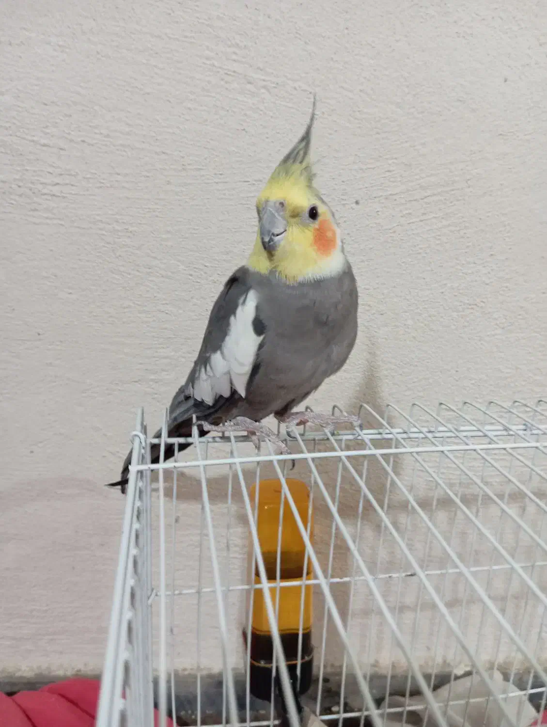 فروش عروس هلندی|پرنده|بندر گناوه, |دیوار