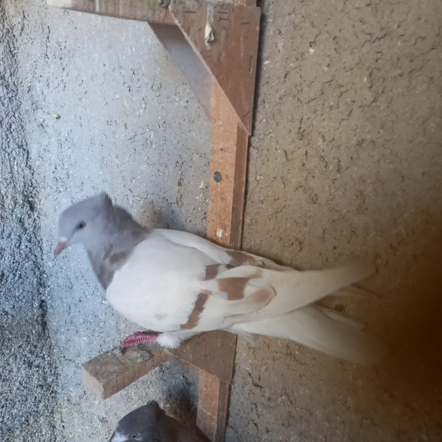کبوتر ماده|پرنده|شیراز, آزادگان|دیوار