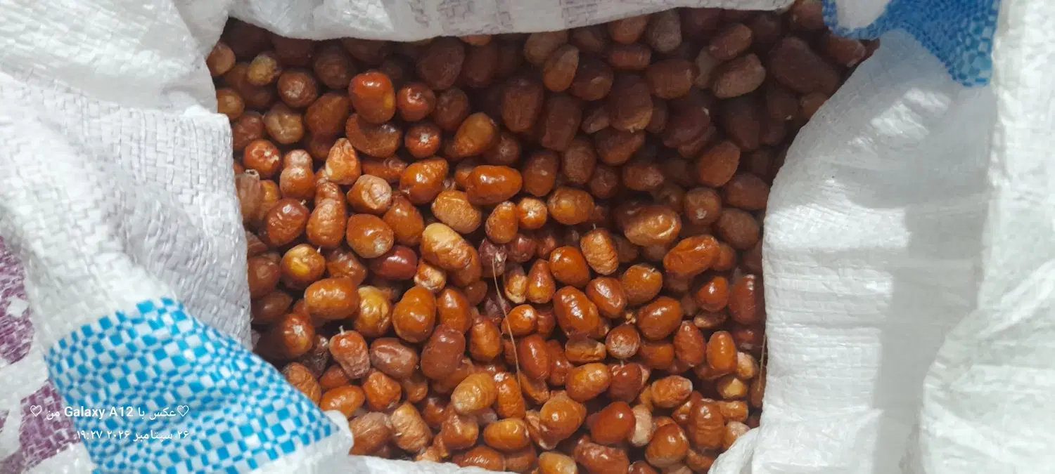 سنجد|خوردنی و آشامیدنی|شاهرود, |دیوار