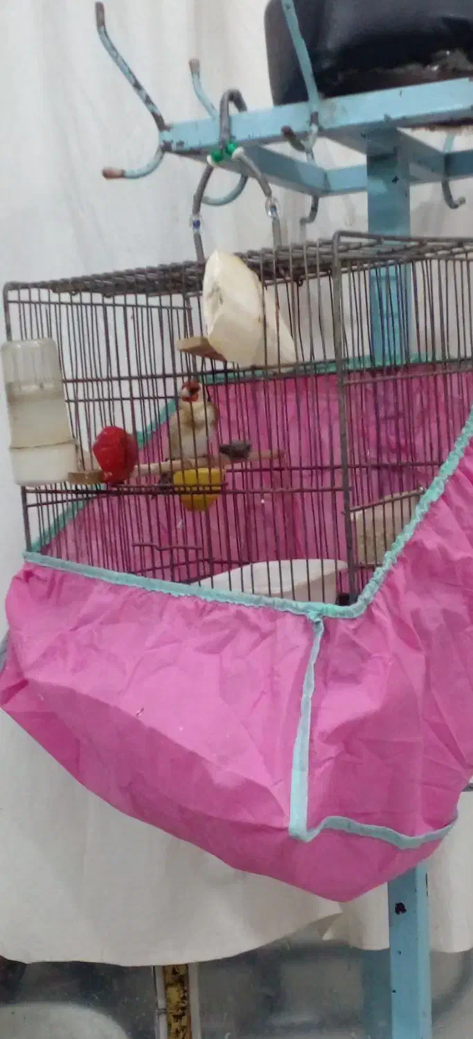 سهره نر رام تازه بالغ پا سفید شیرین بخون|پرنده|رشت, شهرک قدس|دیوار