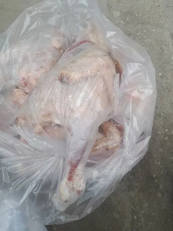 مرغ محلی پاک شده|خوردنی و آشامیدنی|تالش, هشتپر|دیوار