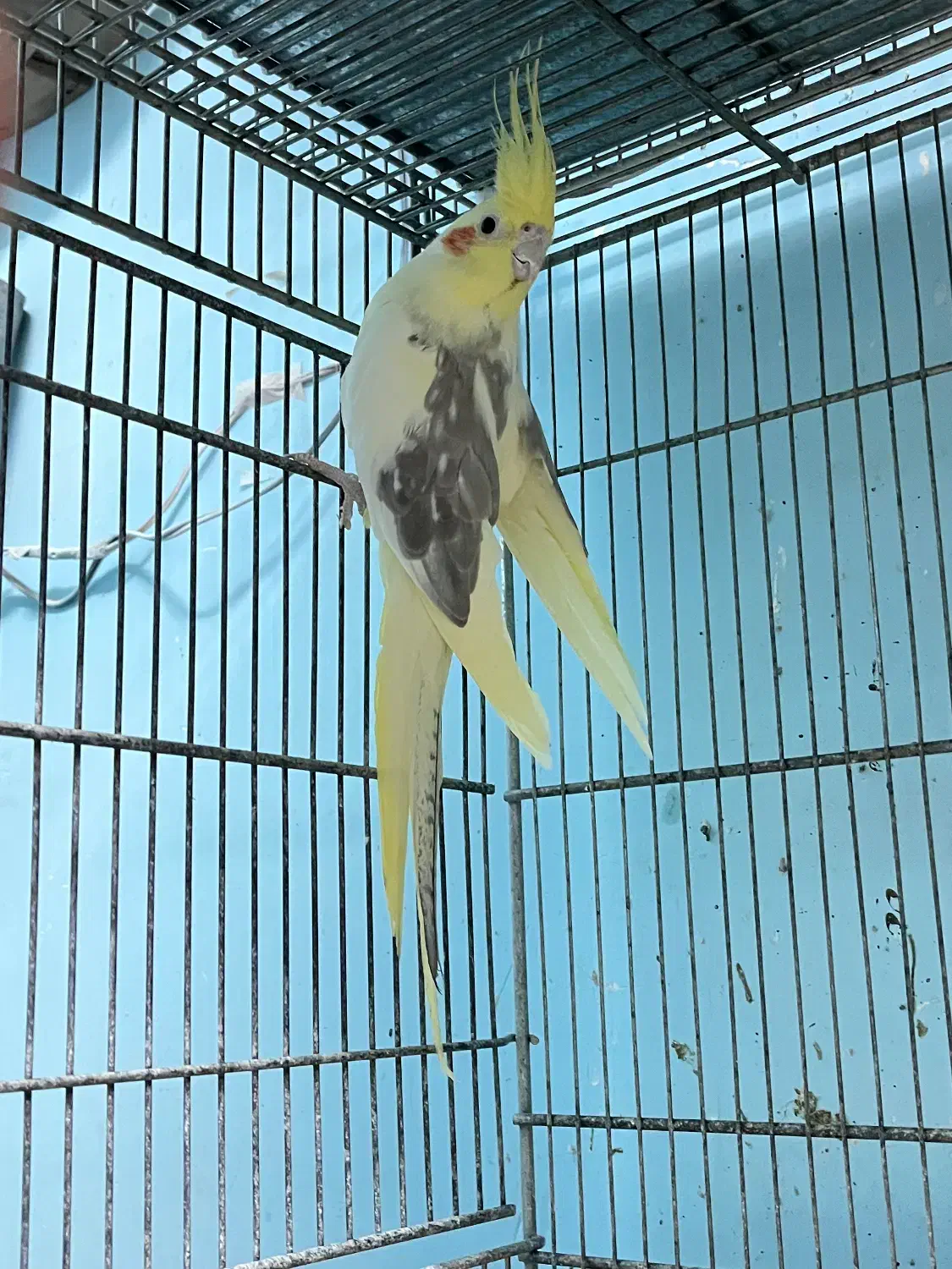 عروس هلندی دوکت ماده|پرنده|ابهر, |دیوار