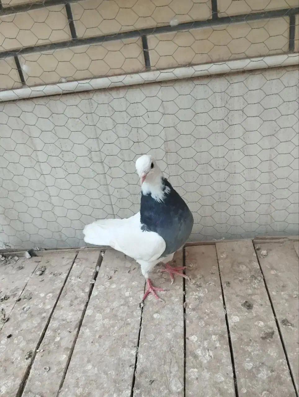 کفتر|پرنده|اردکان, |دیوار