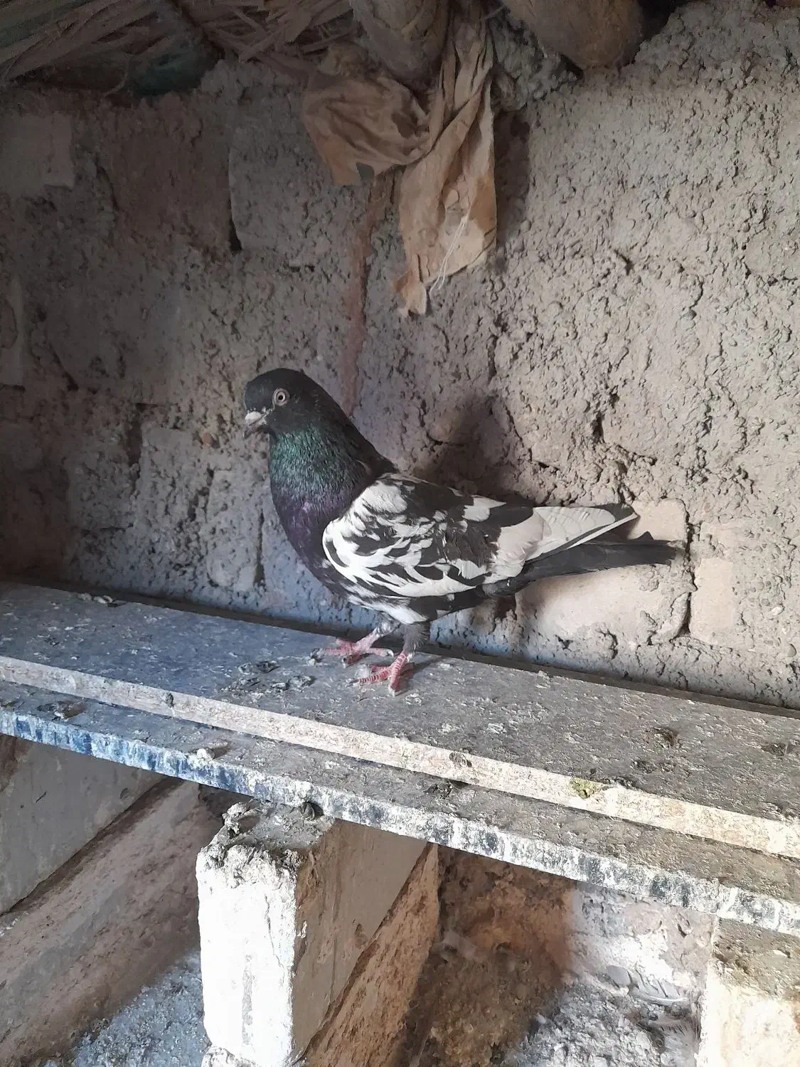کبوتر پرشی|پرنده|ایرانشهر, |دیوار
