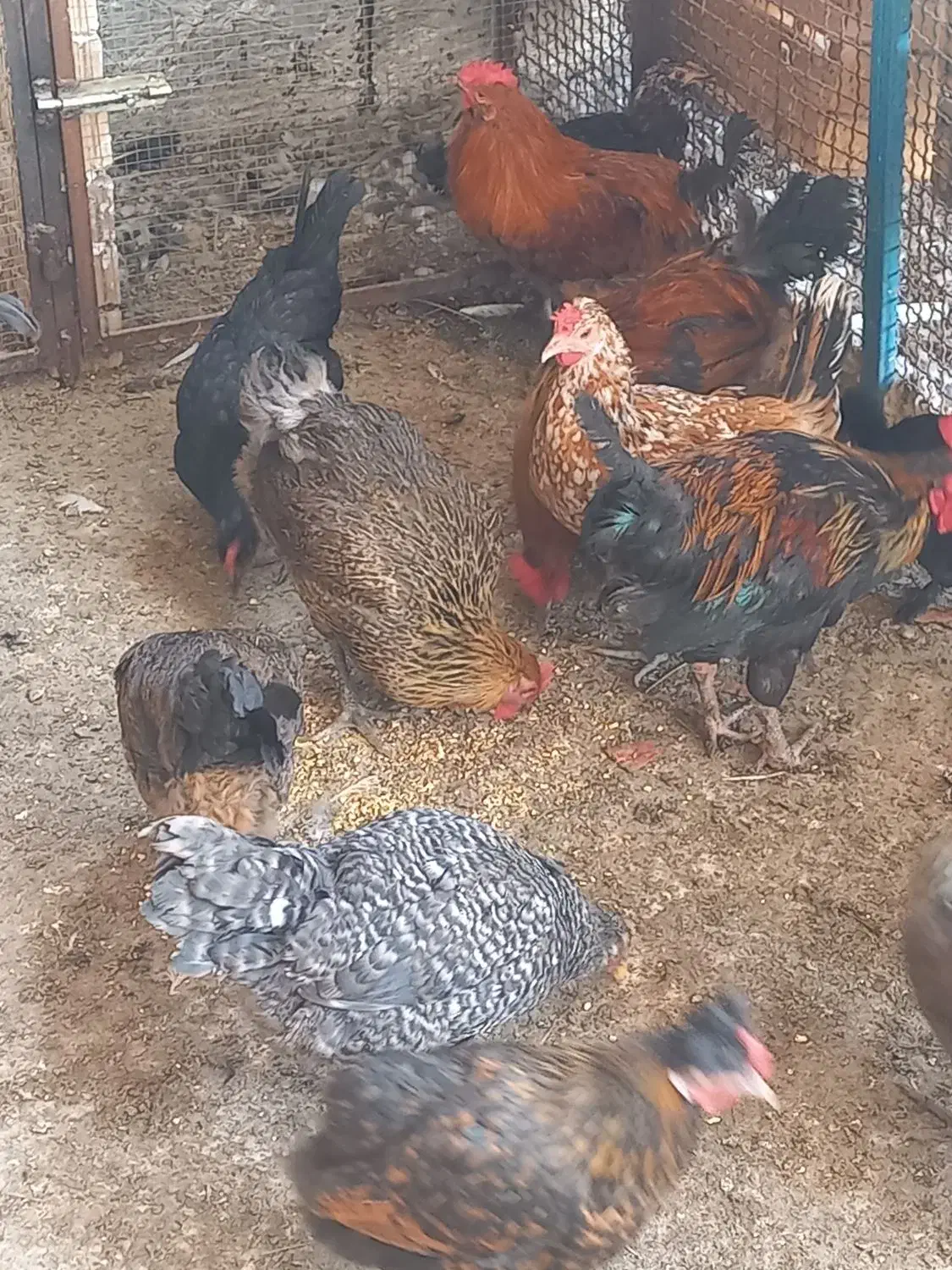 مرغ و خروس محلی|حیوانات مزرعه|چغادک, |دیوار