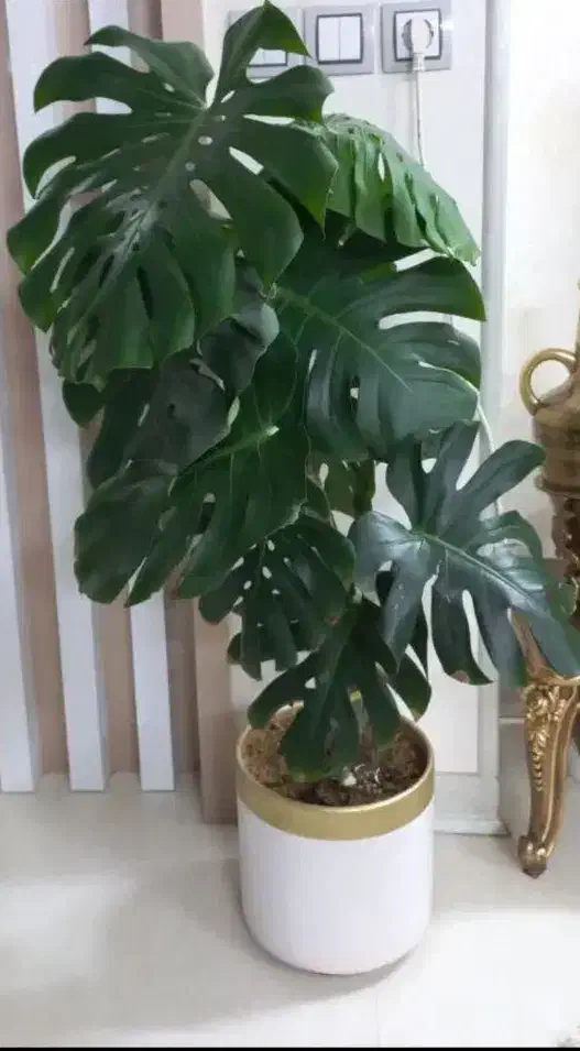 برگ انجیری|گل و گیاه طبیعی|خمینیشهر, |دیوار