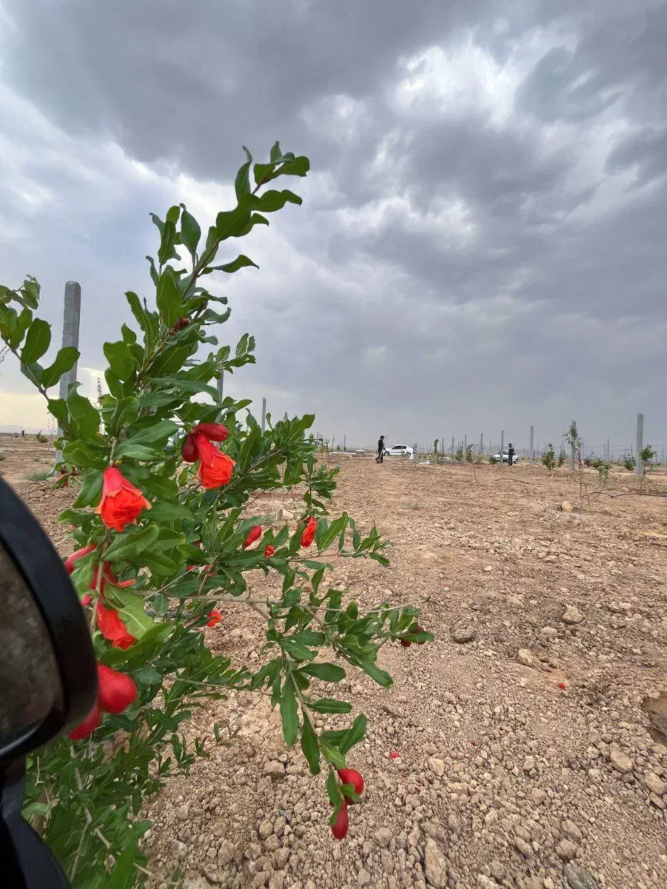 فروش ویژه زمین باغی با اقساط ۱۵ماه|فروش زمین و ملک کلنگی|شاهین‌شهر, گرگاب|دیوار