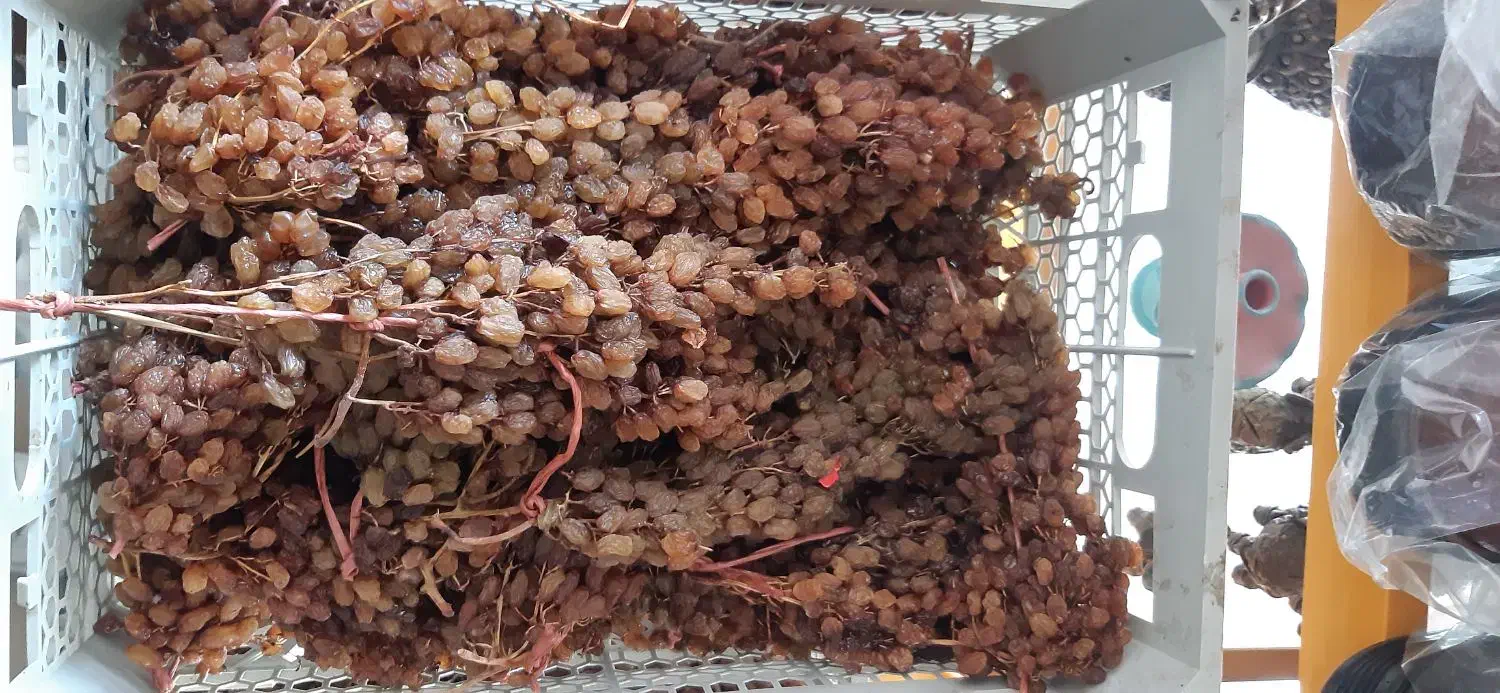 کشمش اشغاری|خوردنی و آشامیدنی|شیروان (خراسان), |دیوار