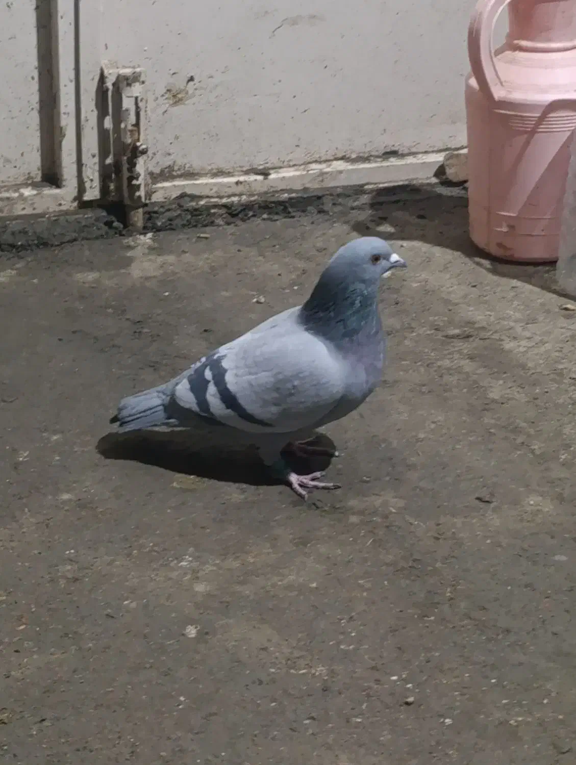 نر مسافتی|پرنده|سردشت, |دیوار