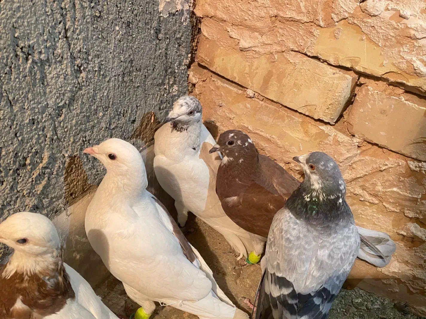 کبوتر پرشی|پرنده|سبزوار, عارف|دیوار