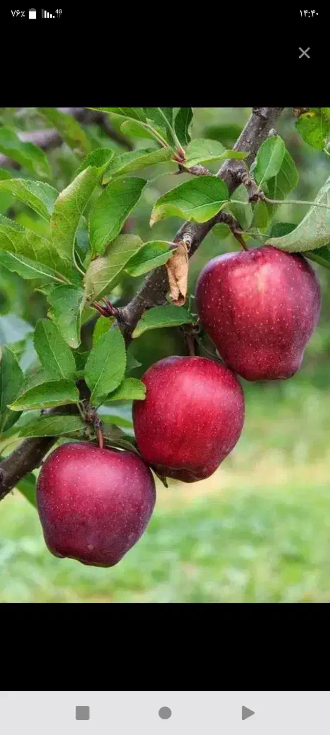 راهنمایی کنید|فعالیت داوطلبانه|شیراز, دوکوهک|دیوار