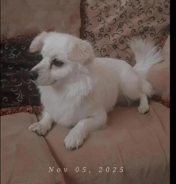 سگ‌پامرین اشپیتز|سگ|شیروان (خراسان), |دیوار