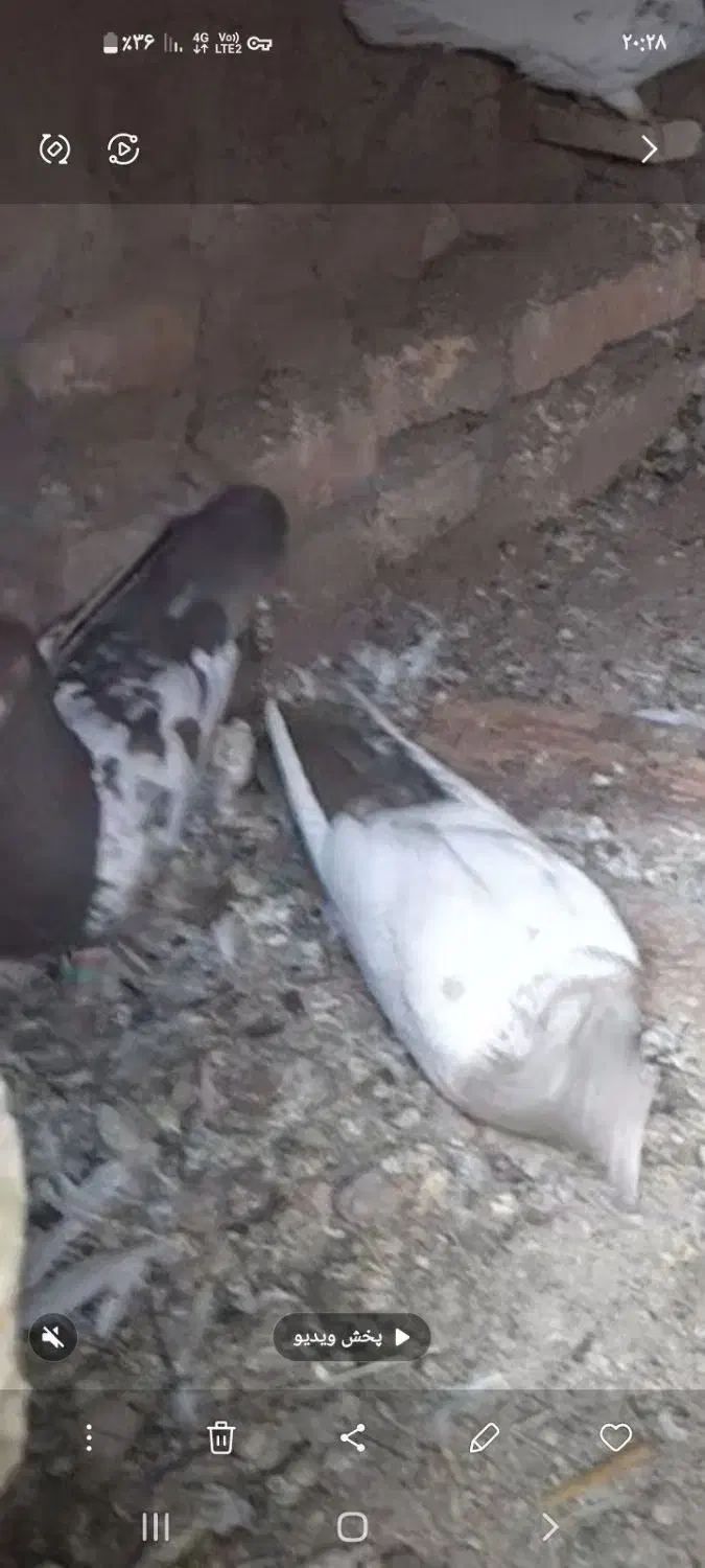 کبوتر سینه|پرنده|تربت جام, میرقوام الدین|دیوار