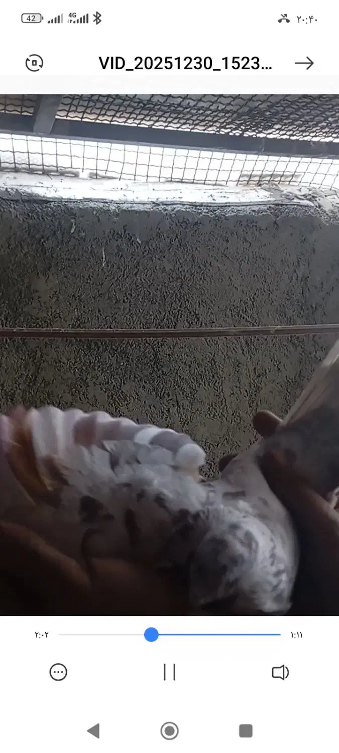 باخت رفته|حیوانات|رباط‌کریم, نصیرشهر|دیوار