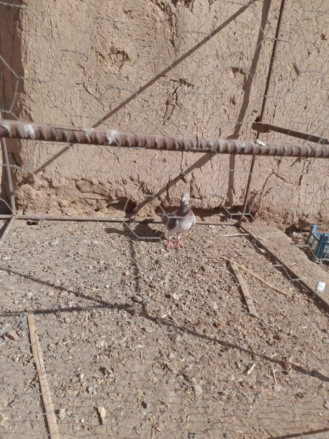 کبوتر کله هما|پرنده|عطاملک, |دیوار