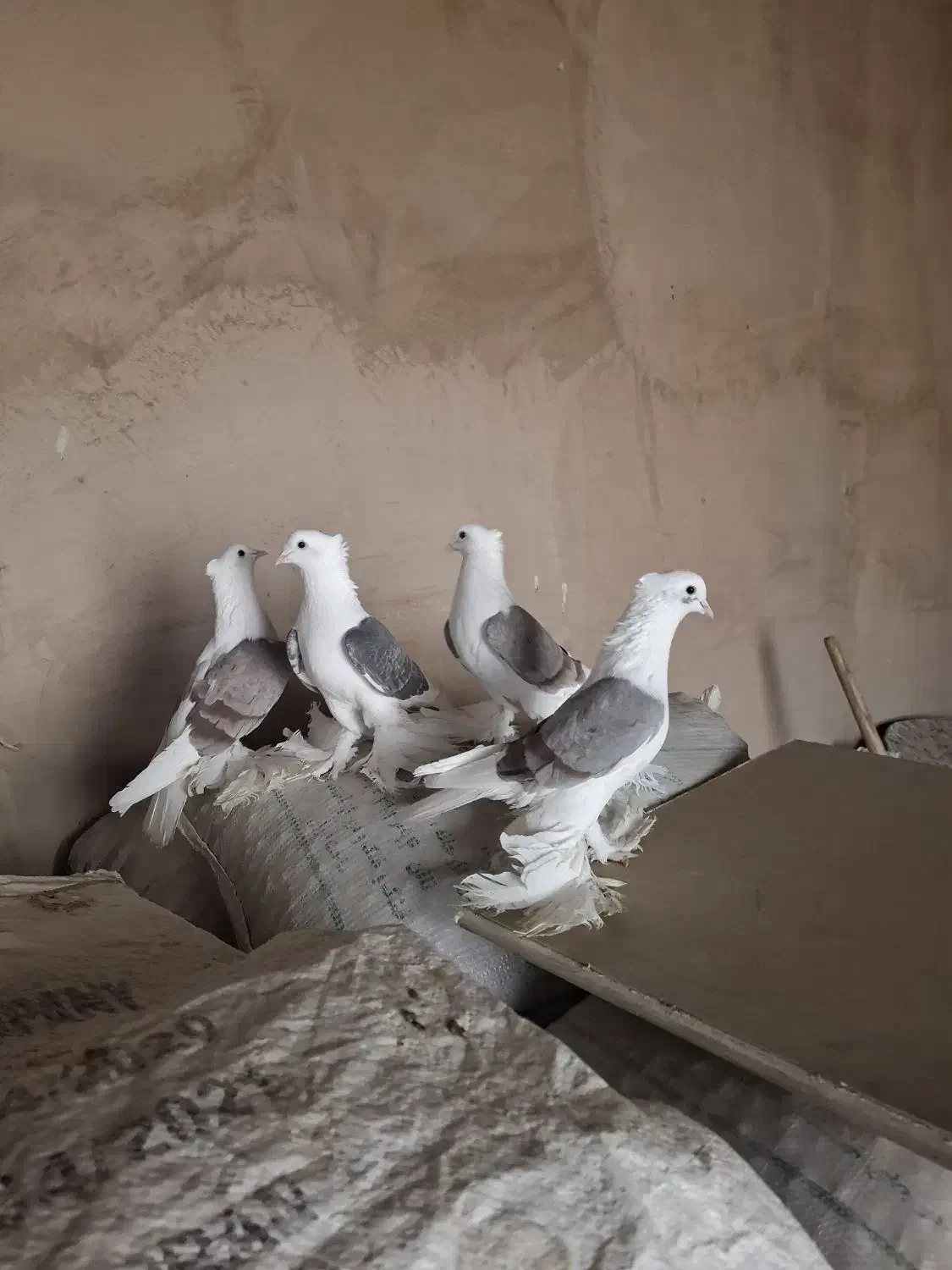 کبوتر دوکت پاپر همدانی|پرنده|ممقان, |دیوار