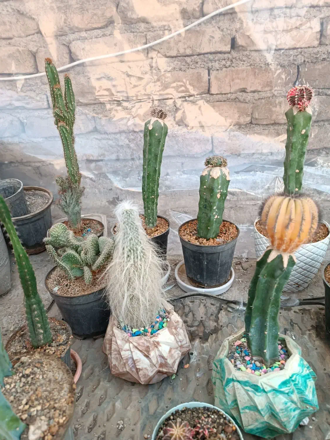 کاکتوس فروش فوری به دلیل مشکلات|گل و گیاه طبیعی|شریفآباد, |دیوار