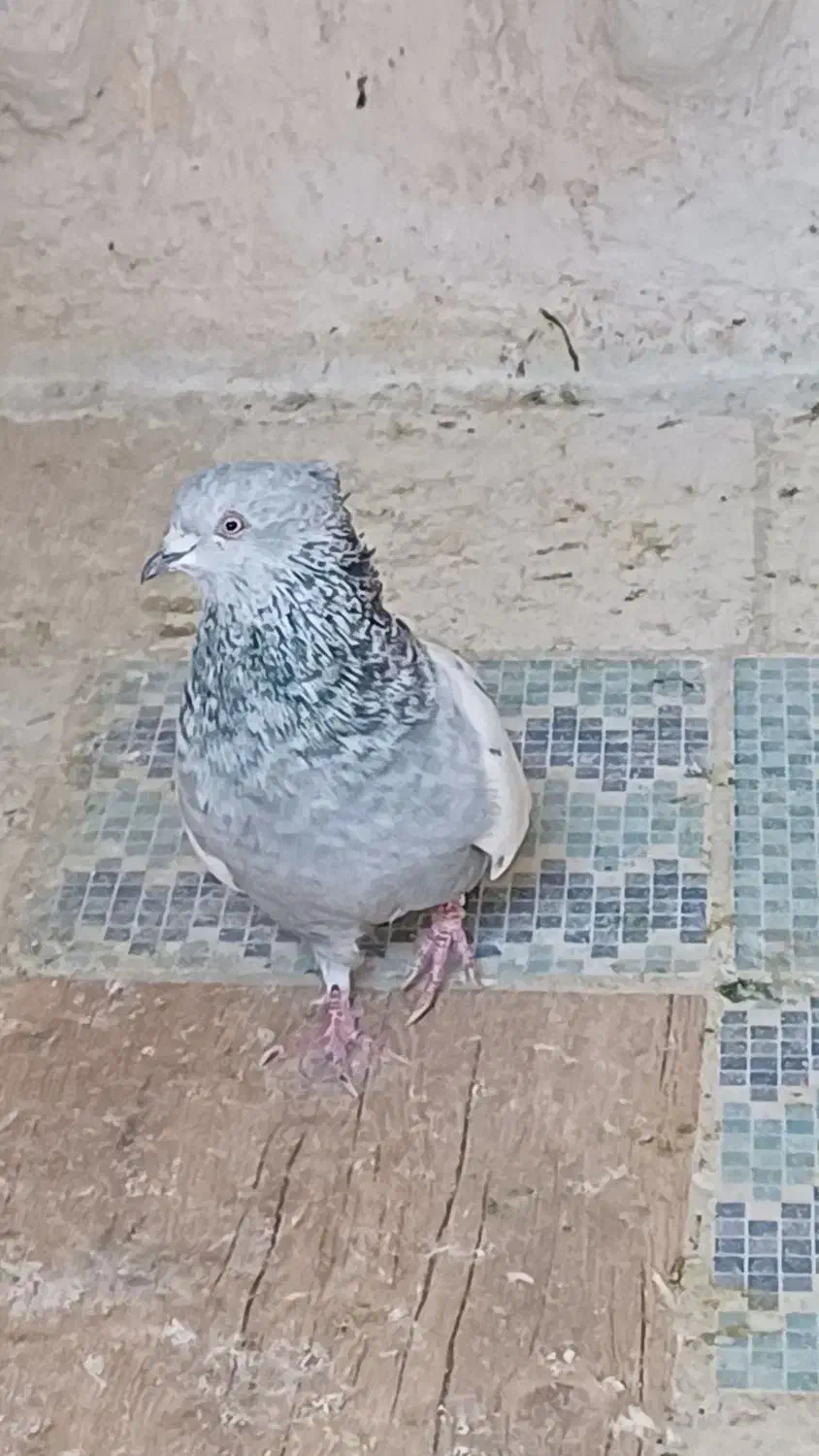 کبوتر سینه سبز.سینه ابی|پرنده|شیراز, کوشک میدان|دیوار