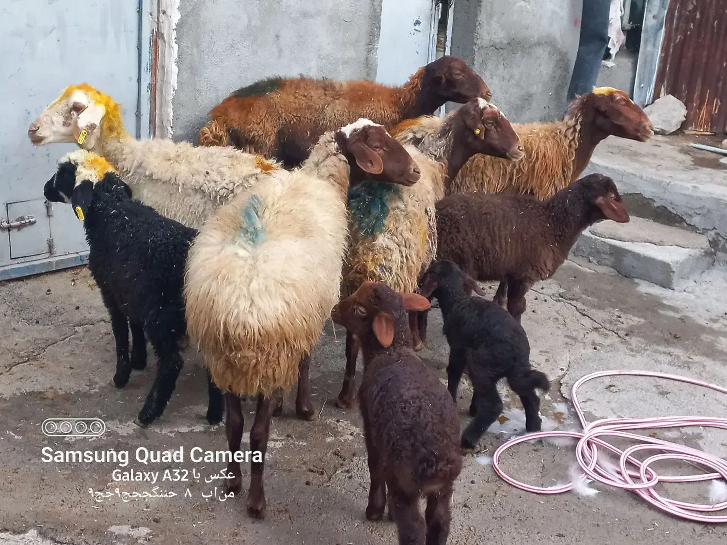 گوسفندبا بره داشتی|حیوانات مزرعه|کوزران, |دیوار