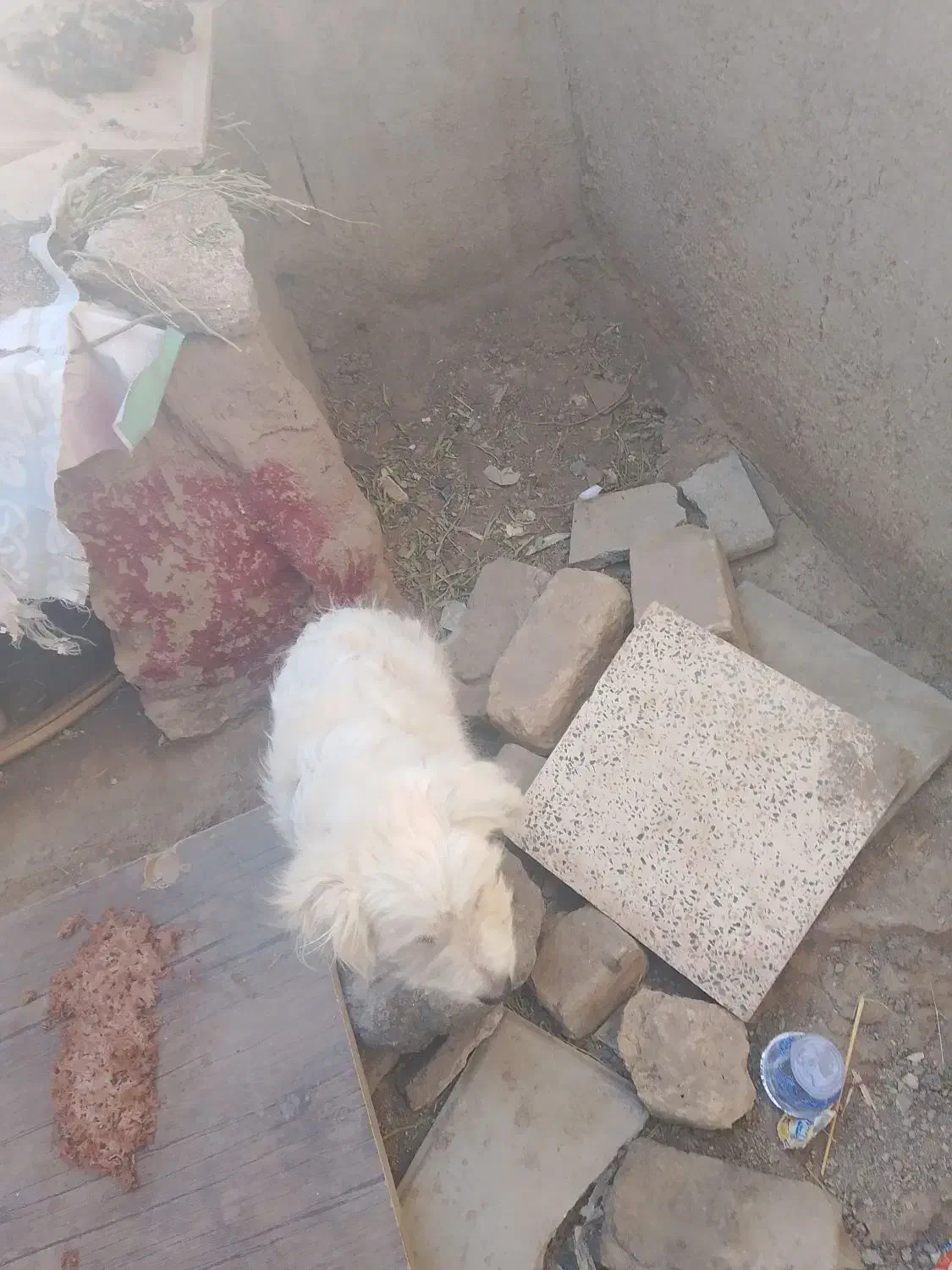 سگ پاکوتا نر سفید|سگ|نرماشیر, |دیوار