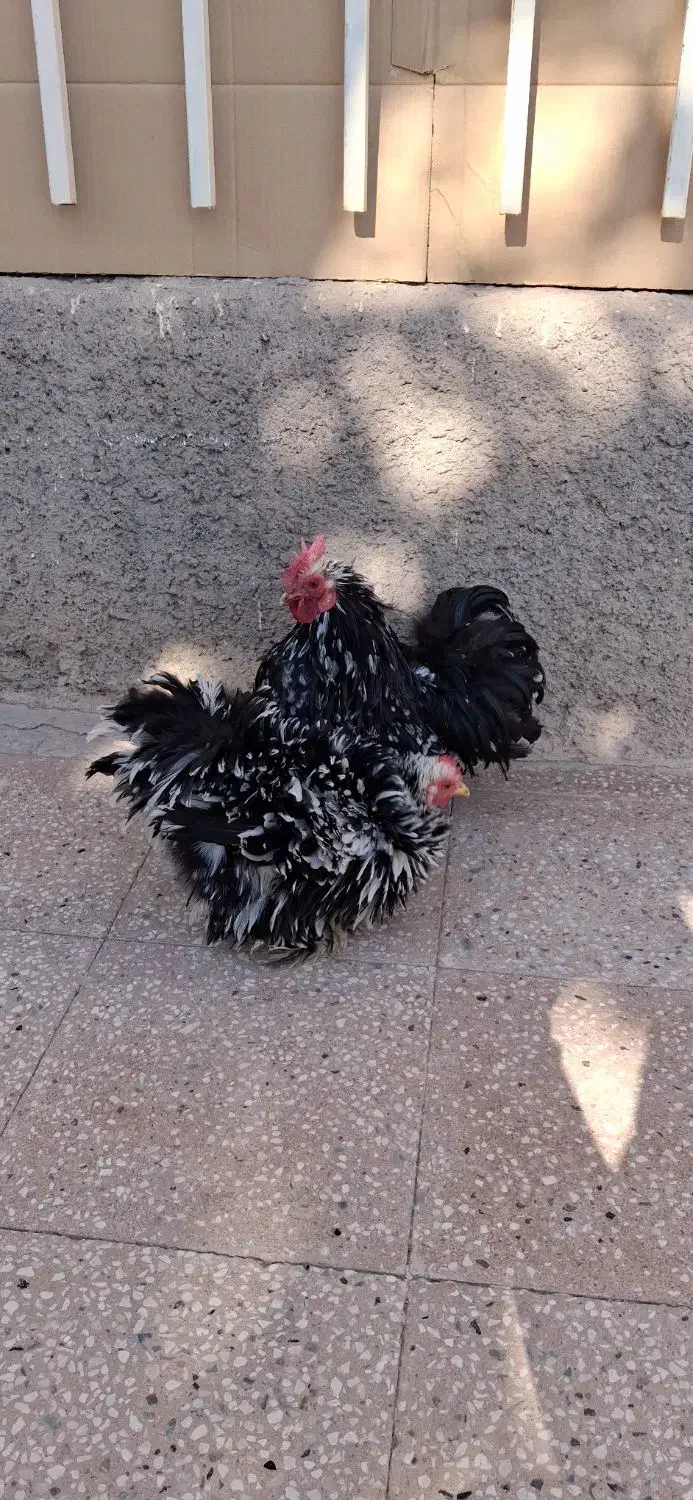 مرغ وخروس فرتزئینی|حیوانات مزرعه|تربتحیدریه, داروپخش|دیوار