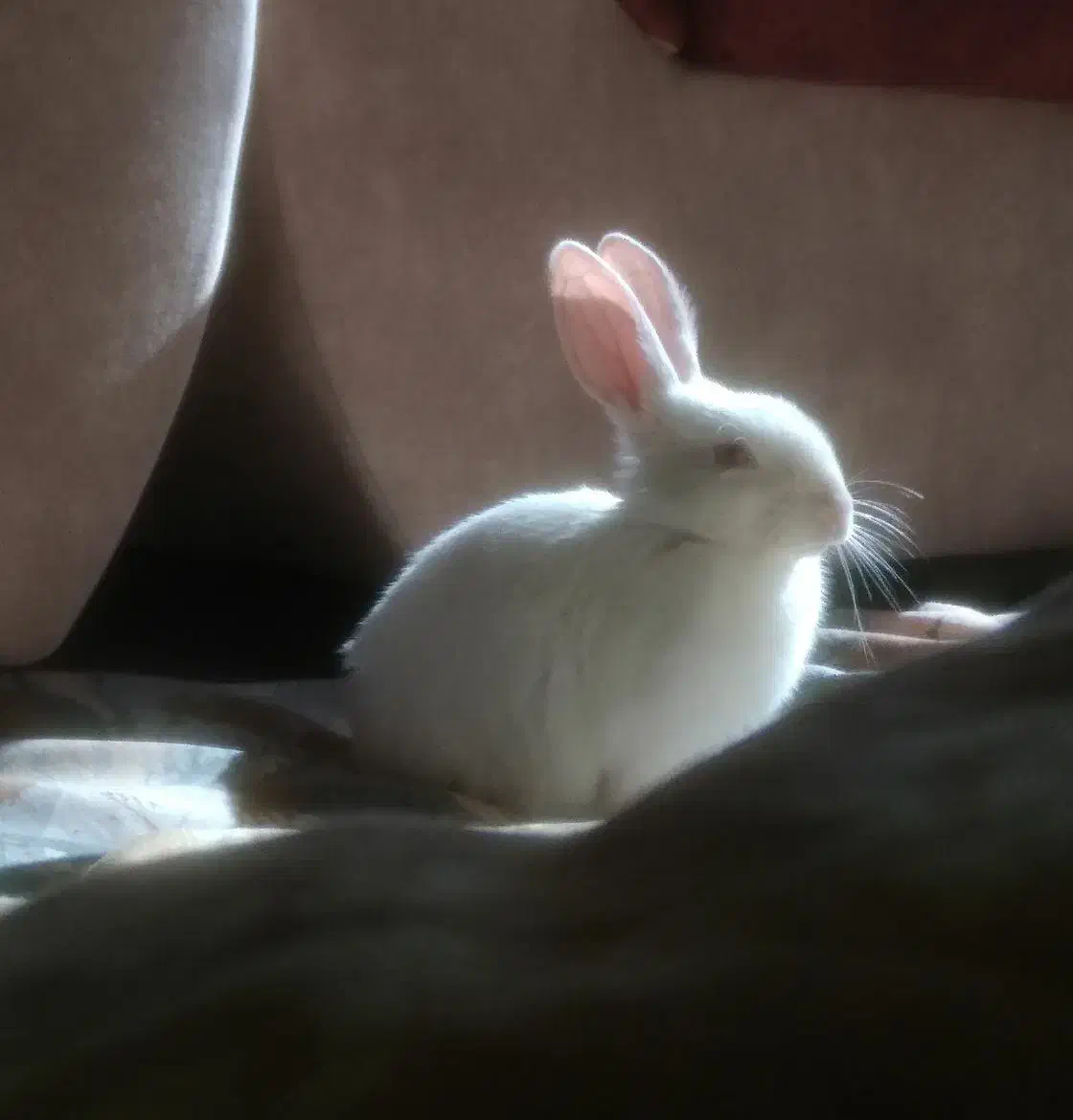 خرگوش اهلی|موش و خرگوش|مشهد, آزادشهر|دیوار