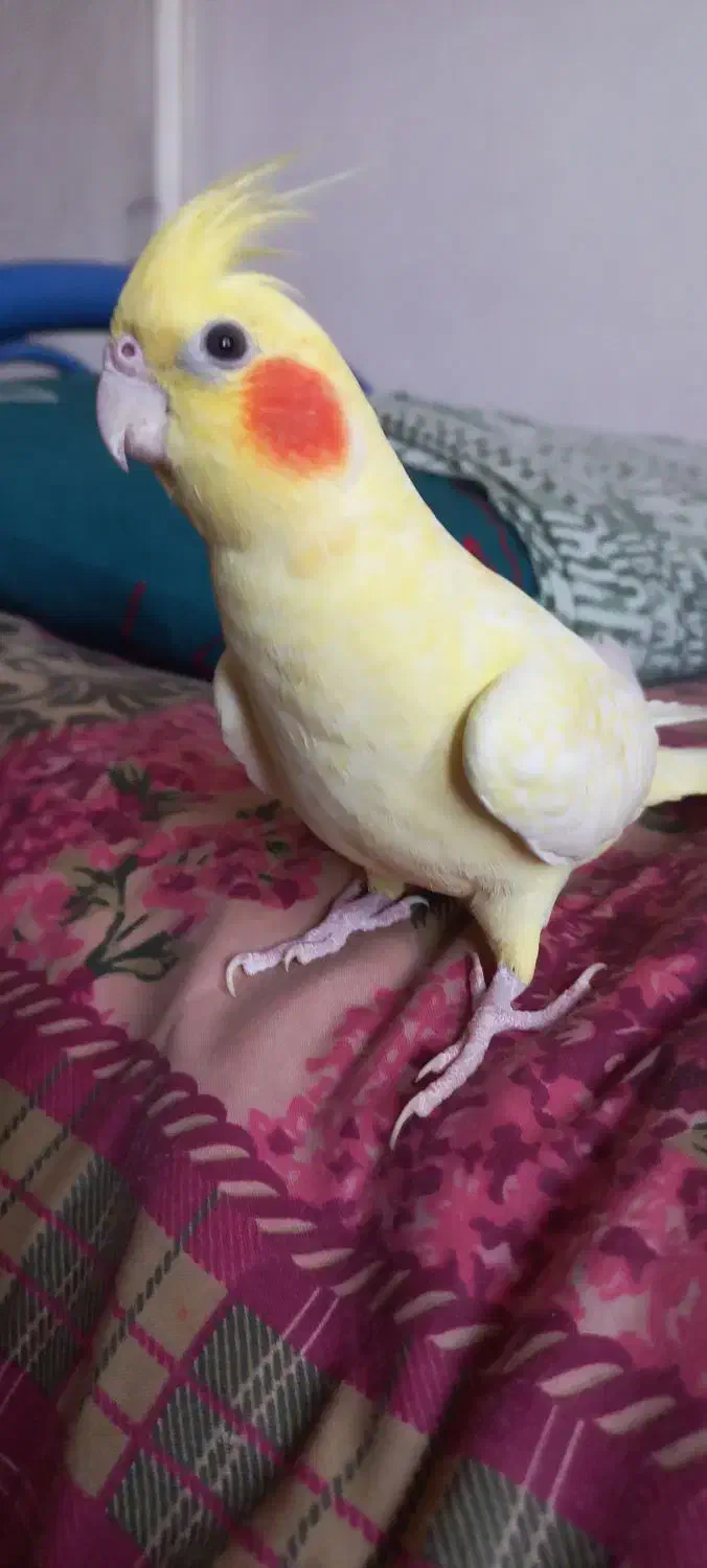 عروس هلندی لوتینوزعفرانی  ماده بالغ|پرنده|مشهد, ادیب نیشابوری (شهرک غرب)|دیوار