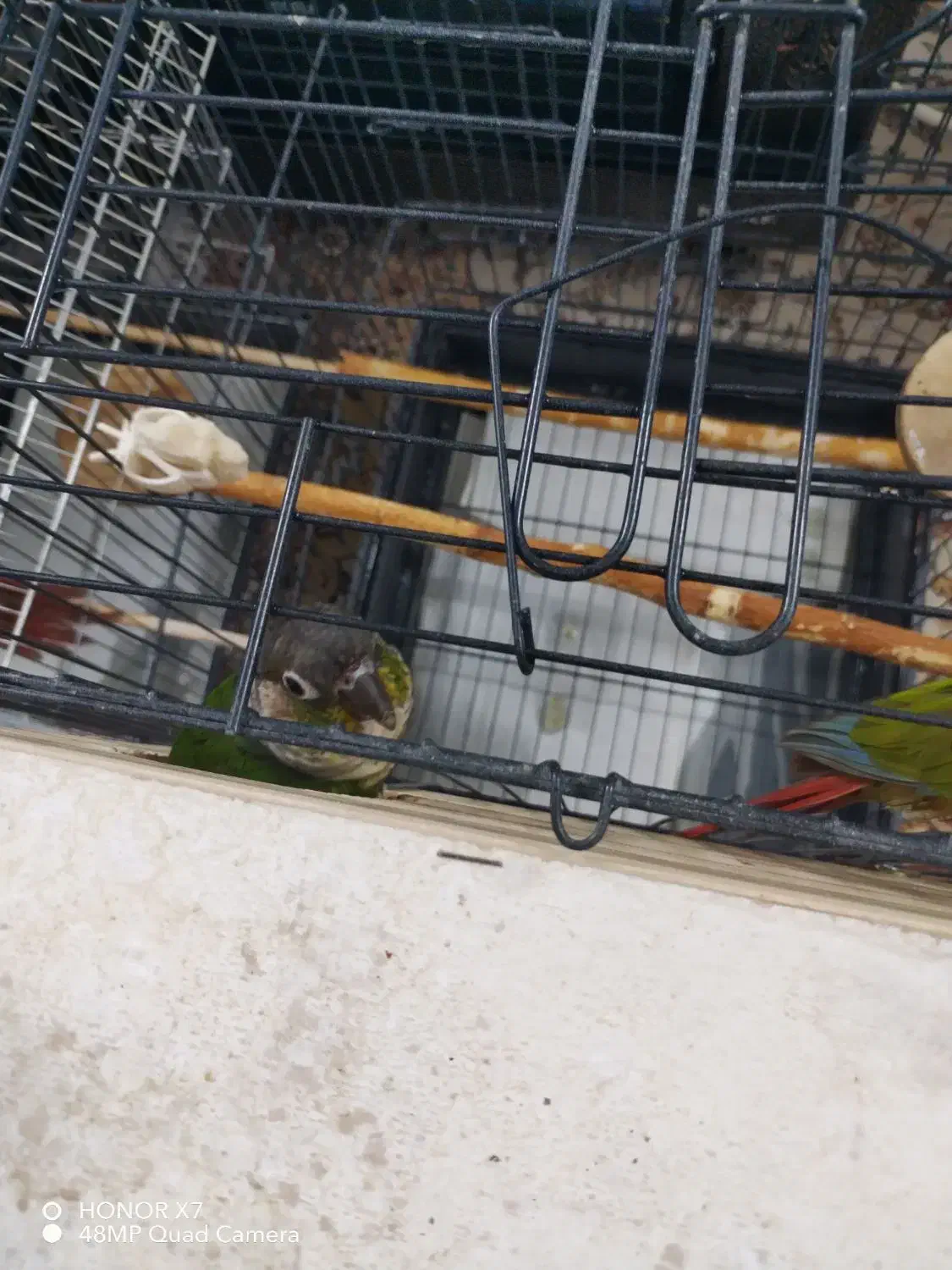 یک جفت گرینچیک سالم ‌ مخصوص جوجه کشی|پرنده|رودهن, |دیوار