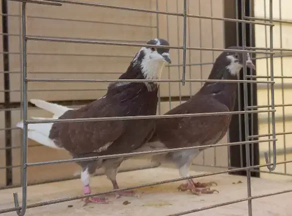 ۲۵ جفت کبوتر نامبروان کاشان|پرنده|کاشان, راوند|دیوار