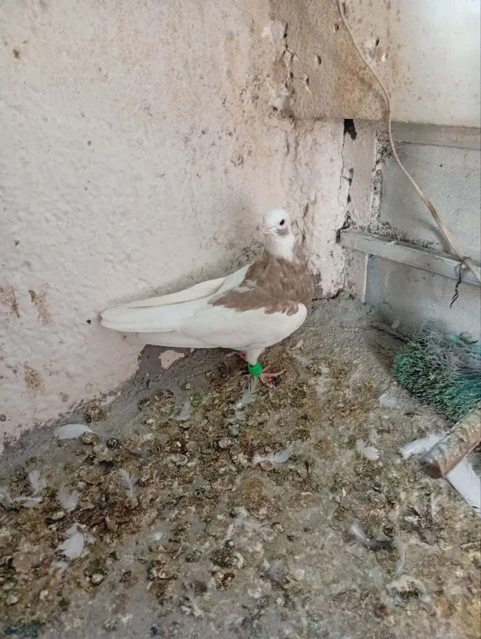 کبوتر|پرنده|مشهد, کشف|دیوار