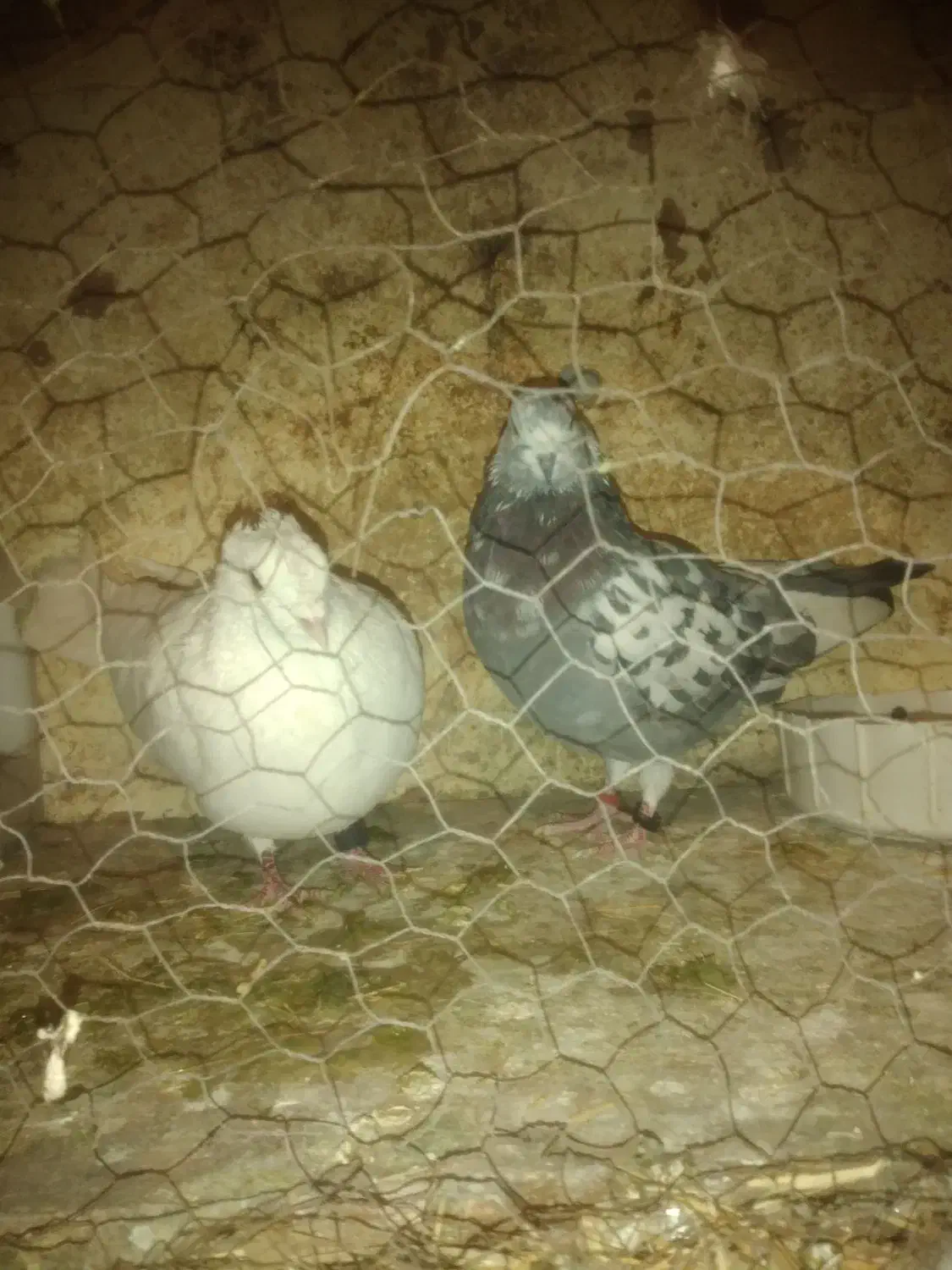 یه جفت کفتر|پرنده|پردیس, فاز ۱|دیوار