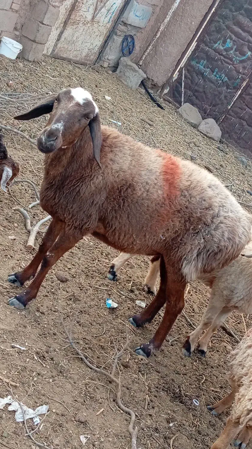 فوری|حیوانات مزرعه|قائن, |دیوار