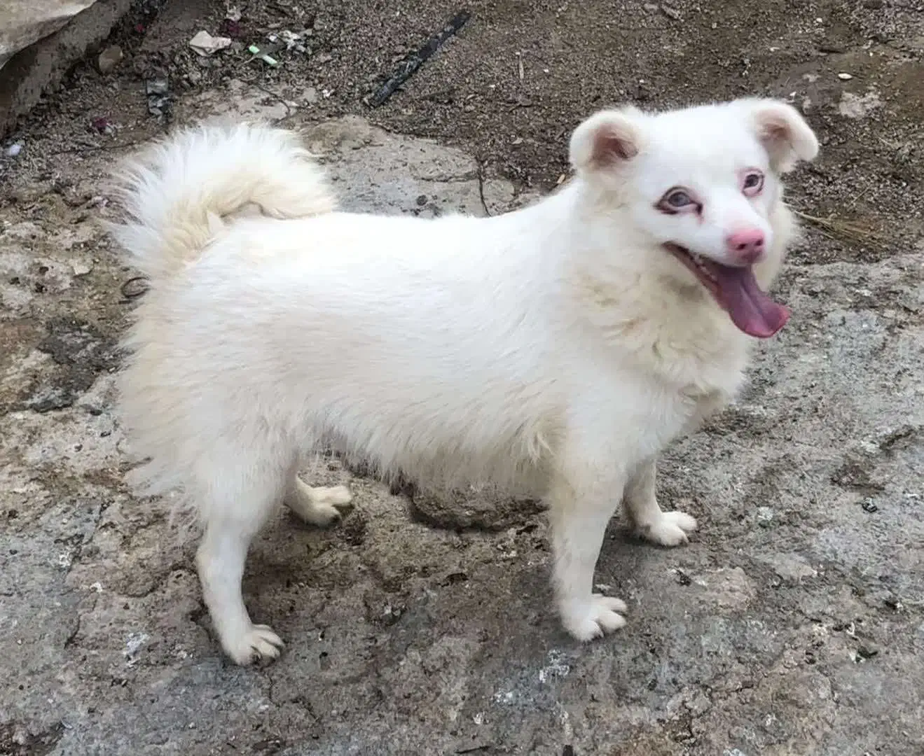 سگ اشپیتز|سگ|شیراز, بید زرد|دیوار