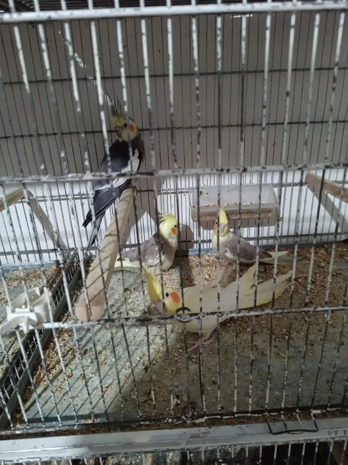 عروس هلندی مولد|پرنده|کرج, آق تپه|دیوار