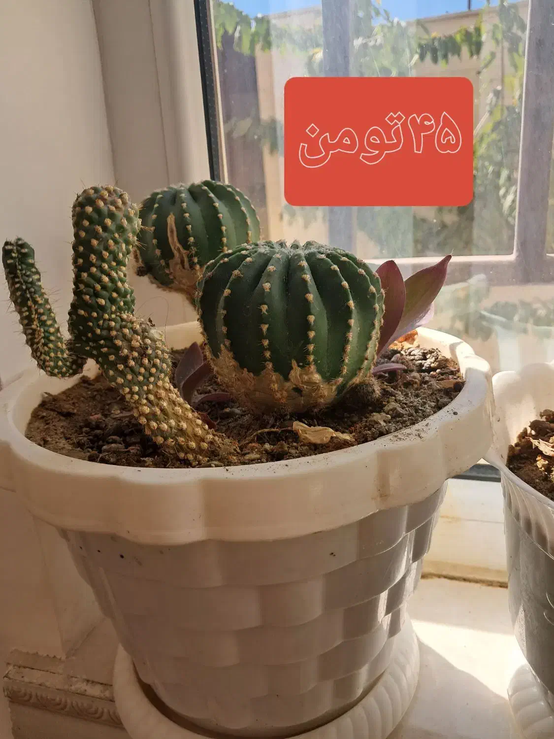 گل وگلدون فروشی قیمت توافقی|گل و گیاه طبیعی|شاهنجرین, |دیوار