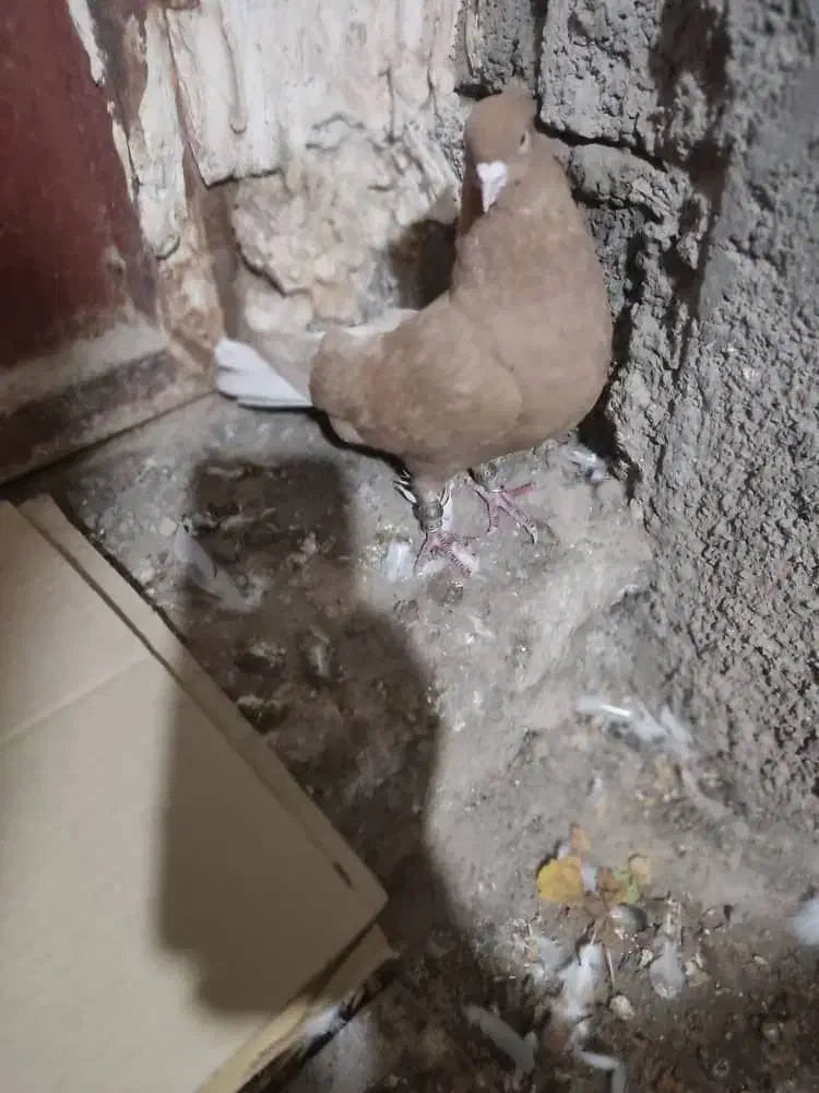 کبوتر دم سفید|پرنده|لوشان, |دیوار