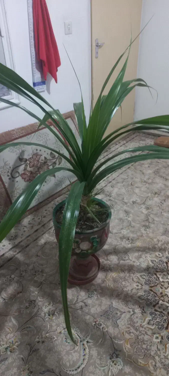 گل فروشی|گل و گیاه طبیعی|محمدیه-قزوین, |دیوار