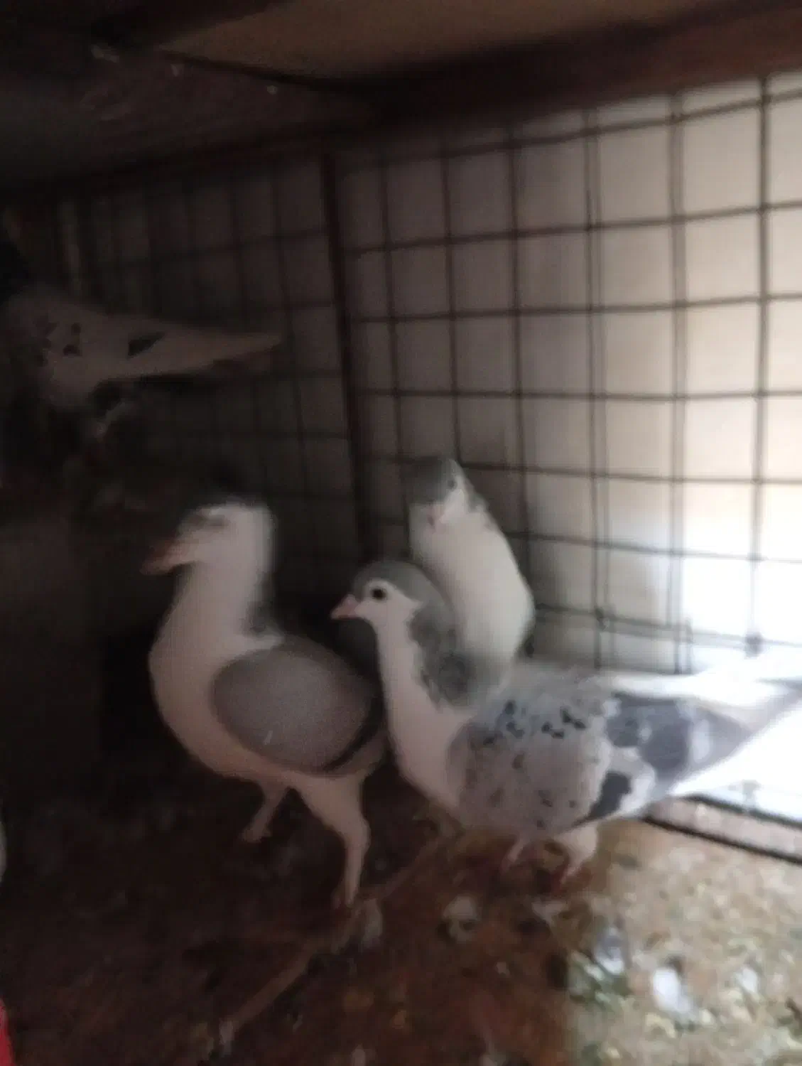 کبوتر|پرنده|کلاله, |دیوار