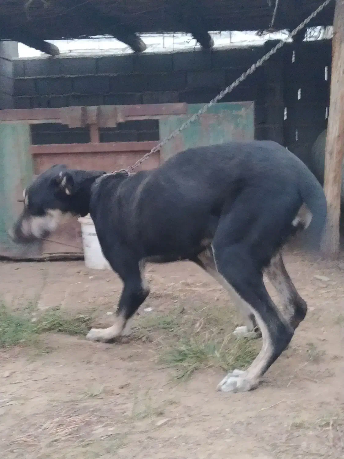 ماده 9ماهه مخصوص نگهبانی بهترین نژاد توله گیری|سگ|کلاله, |دیوار