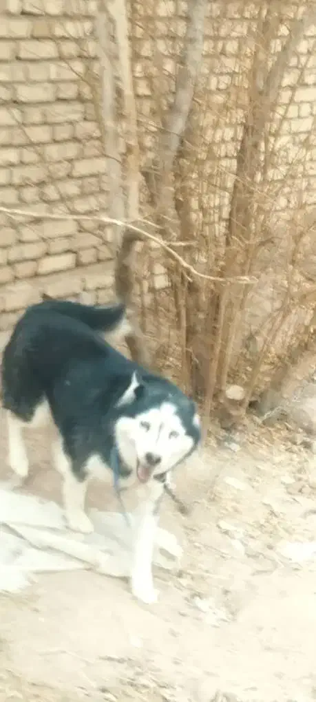 فروش سگ هاسکی|سگ|یزد, |دیوار