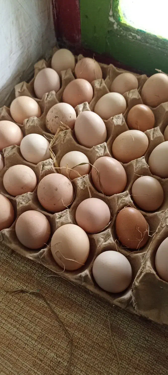 تخم مرغ محلی نطفه دار|حیوانات مزرعه|قائمشهر, |دیوار