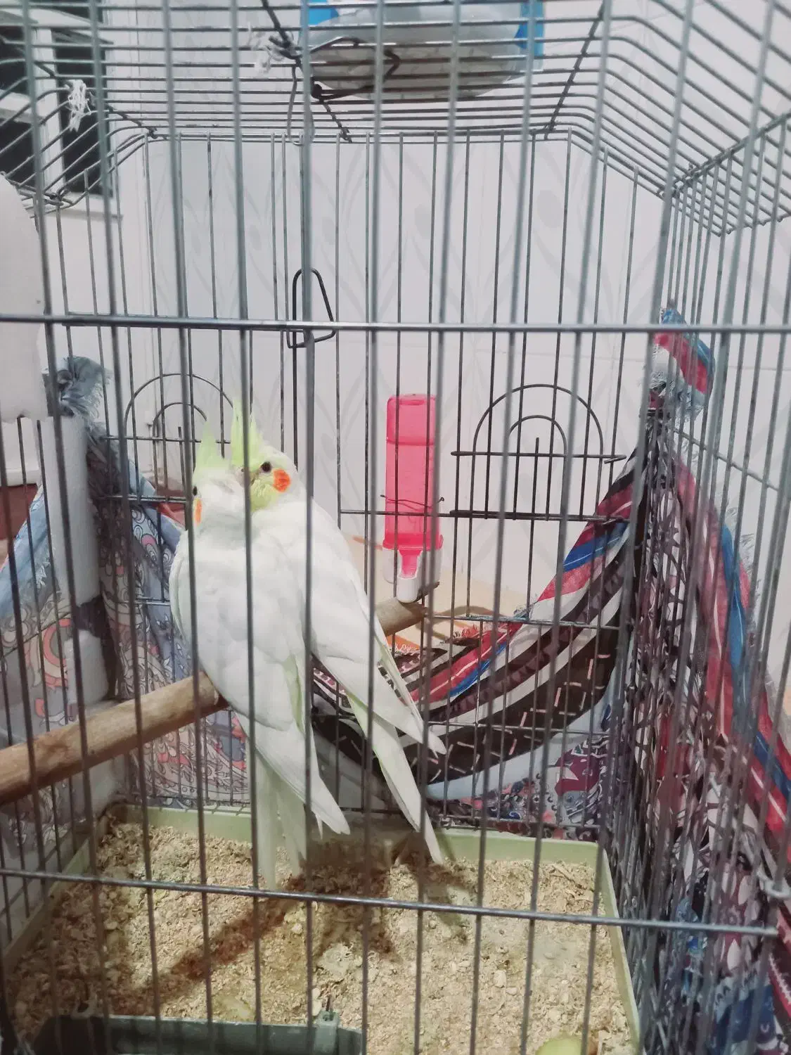 یک عدد عروس هلندی لوتینو ماده ویک جفت جوجه سرلاک|پرنده|ششده و قره بلاغ, |دیوار