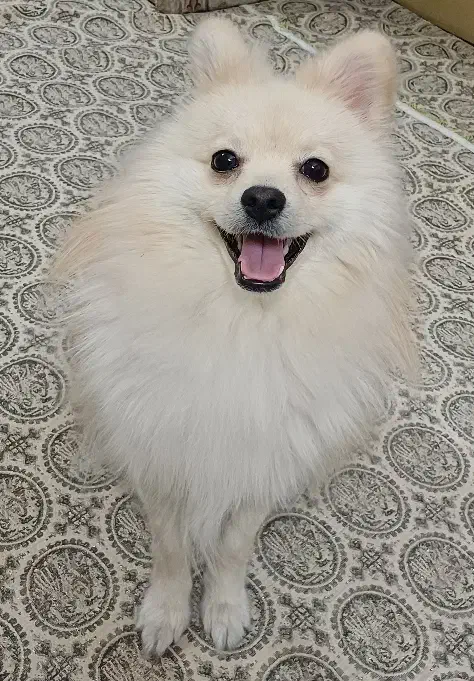 سگ پامر روباهی|سگ|یزد, |دیوار